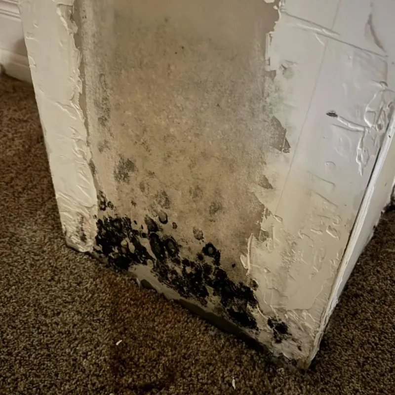 Professional Mold Removal in Van Buren County, IA
